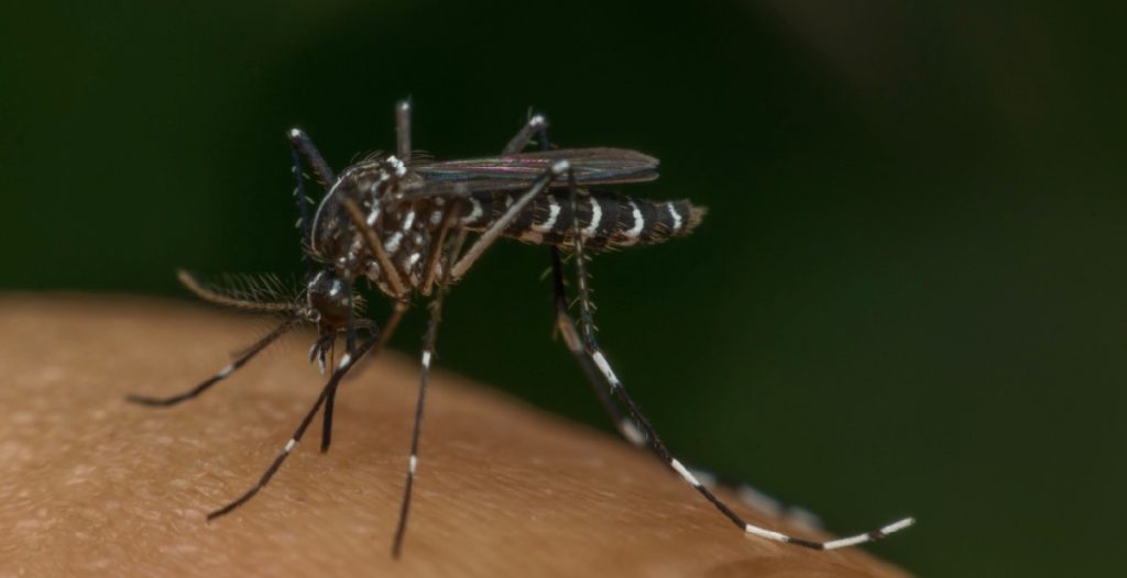 Macro image of a dengue spreading Aedes aegypti mosquito.